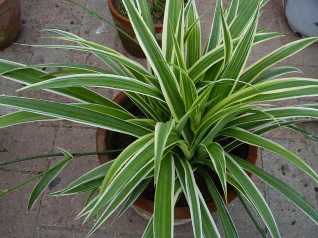 吊兰图片，最受欢迎的4种吊兰（吊兰开花的图片）