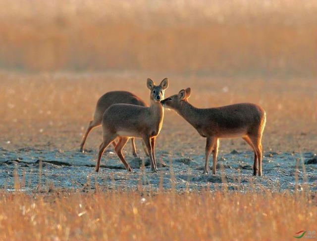 有一个成语带有獐字是什么，有一个成语带有獐字是什么成语（但这却成为它们濒危的主要原因）