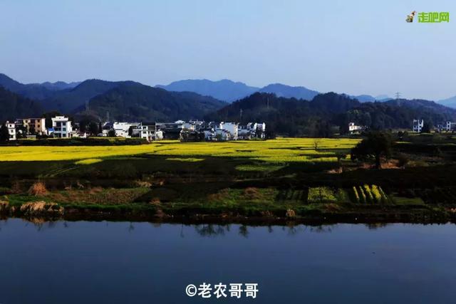 油菜花开的季节，适合家庭室内养的花与绿植（2019年全国油菜花开放时间表）