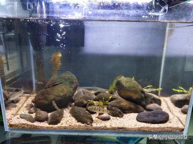 黄褐藻怎么去除，怎样清除褐藻（鱼缸爆褐藻的详细原因）