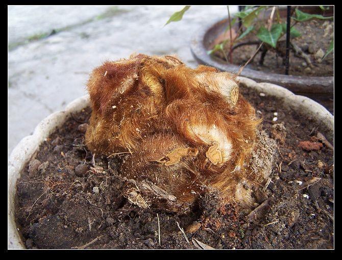 金毛狗蕨类植物怎么养(详解盆栽金毛狗蕨养护方法) 第1张