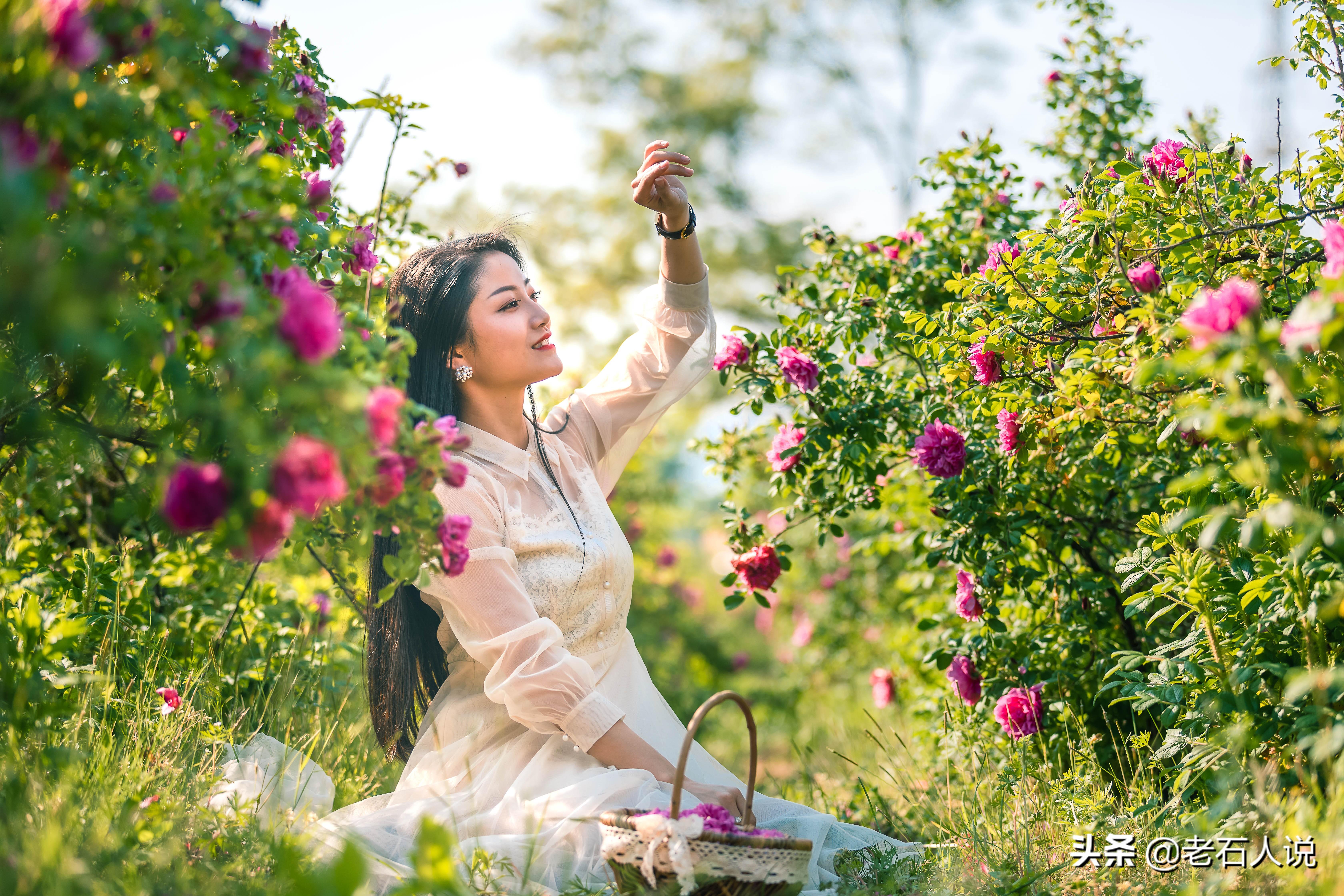 玫瑰花开的季节，玫瑰花在什么季节长出来（玫瑰花在什么季节长出来的）