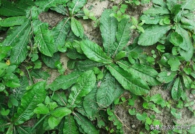 地胆头的功效与禁忌，它是野生“地胆草”