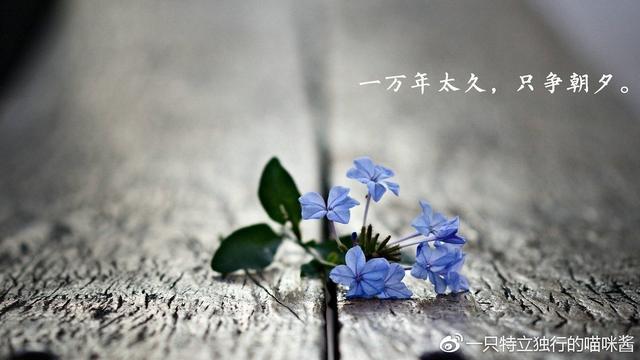 傻瓜，别执着了，傻傻的执着什么意思（请善待你身边的那个大傻瓜图片）