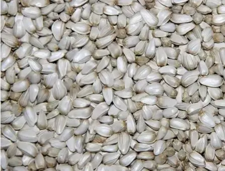 怎么查询鸽子的成绩，怎么查找鸽子的成绩（学习强豪养鸽秘诀）