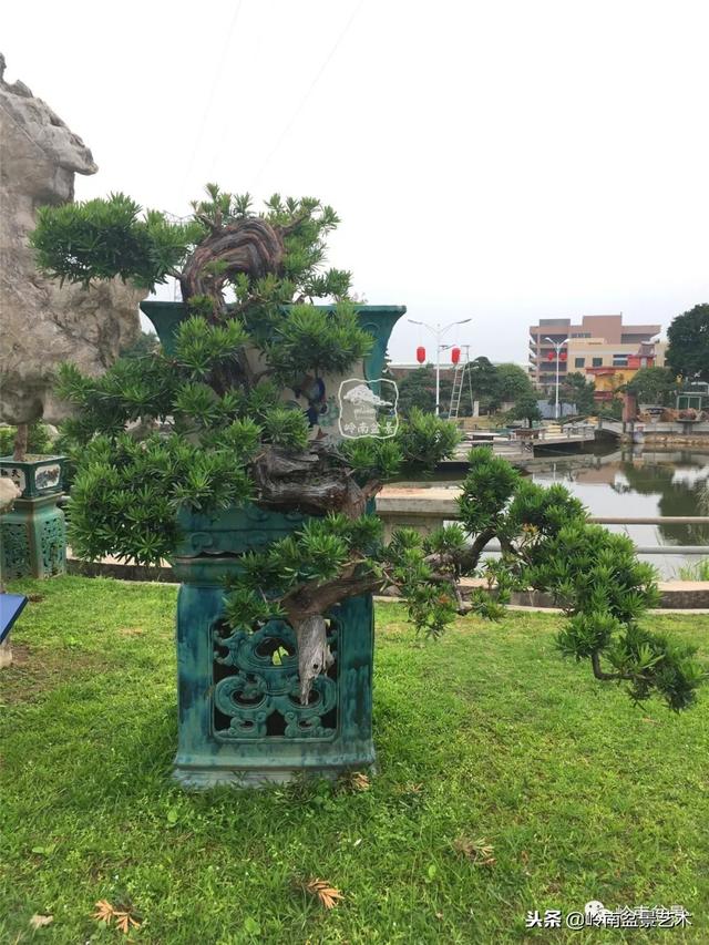 罗汉松盆景欣赏精品，海岛罗汉松——我的红颜知己