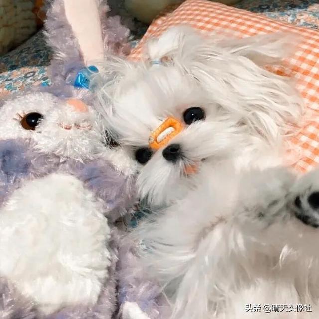 萌宠头像微信，萌宠头像（正如晚来的你皆是笑意）