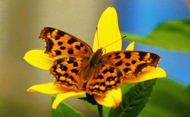 蝴蝶相关介绍，蝴蝶几条腿（世界上最美丽的八种蝴蝶）