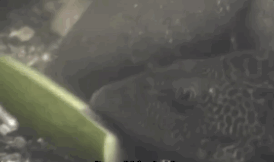 清道夫鱼为什么没人吃，清道夫鱼为啥不能吃（清道夫中国泛滥成灾）