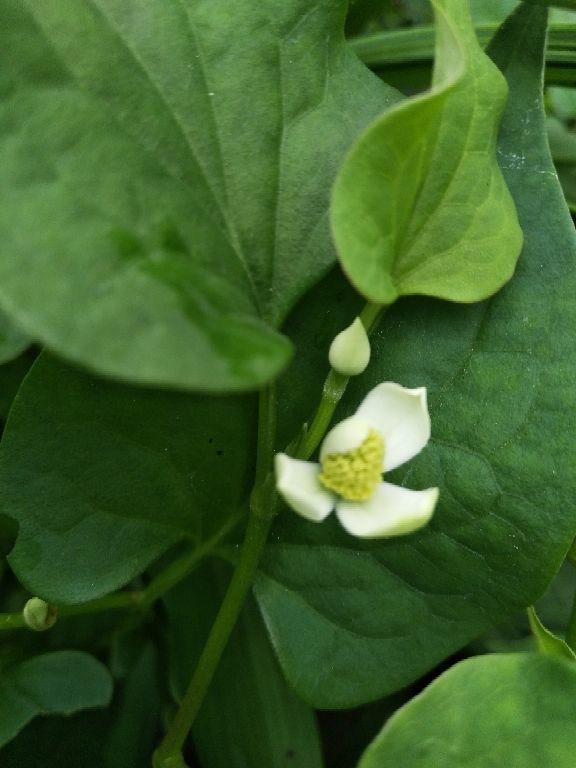 鱼腥草图片，却是有名的草药（鱼腥草图片植物图片）