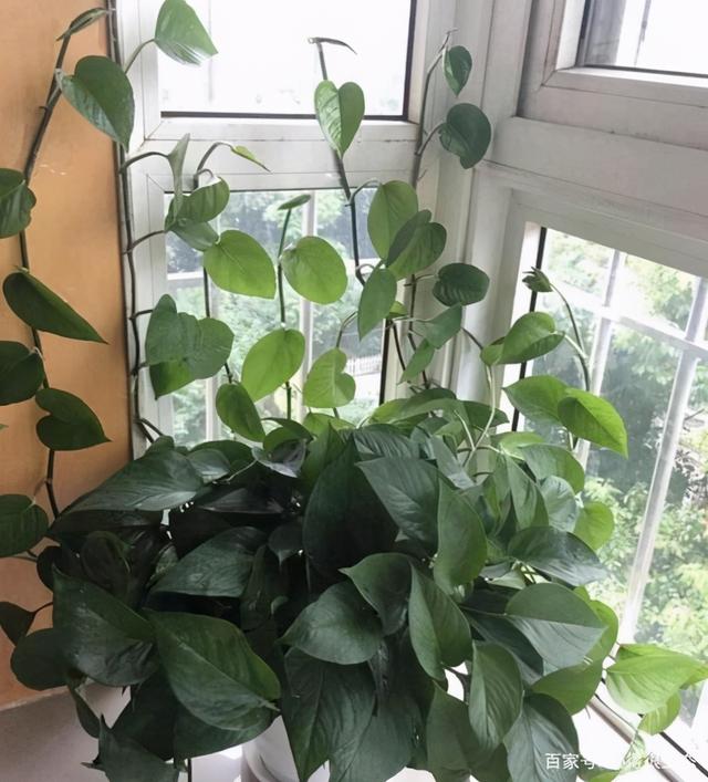 雨水是酸性还是碱性，正常雨水是酸性还是碱性（下雨多淋“雨水”）