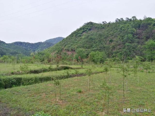 竹子的种植方法，这样栽竹子栽一棵活一棵而且出笋快