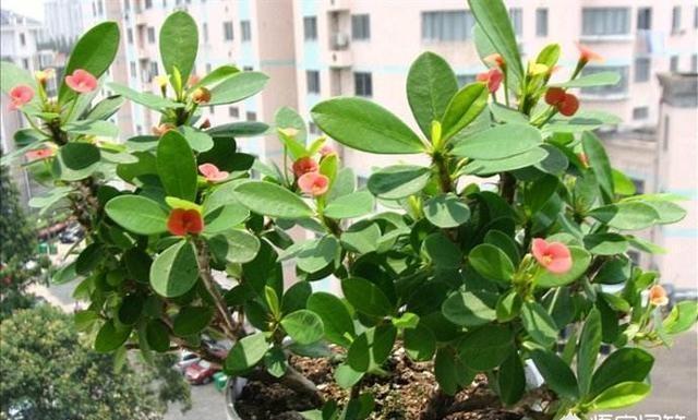 刺梅的养殖方法和注意事项，小叶刺梅的养殖方法和注意事项（有点“小危险”）