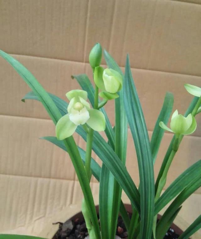 哪款香水有淡淡的兰花香(开花高端有档次,淡淡花香比香水还好) - 农业