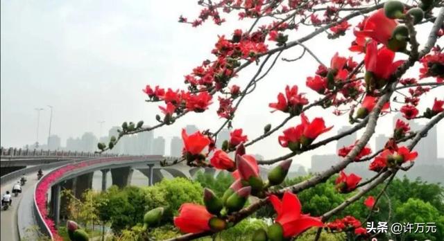 国产经典电影，《高山下的花环》播出后（国产经典电影）