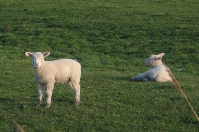 小绵羊可爱图片，可爱小绵羊微信（小羊头像 ，今日份治愈）