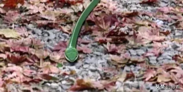 任嘉伦，微信头像，任嘉伦（原来18线的任嘉伦这么优秀）