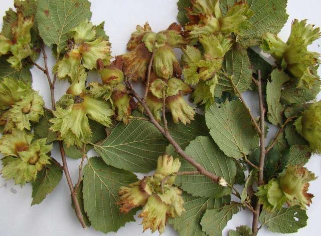 澳洲坚果，已有3000多年历史（澳洲坚果多少钱一斤）