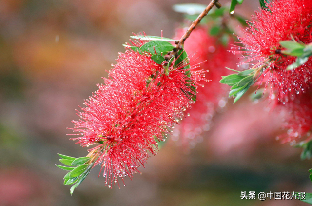 红千层的花语是什么，白千层的花语是什么（红千层的花色彩艳丽）