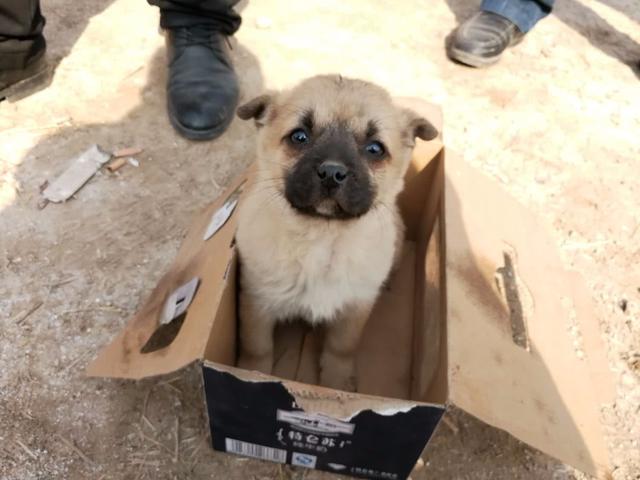 犬是最具灵性的狗,在农村很多人都会养只田园犬来看家护院,可以说大黄
