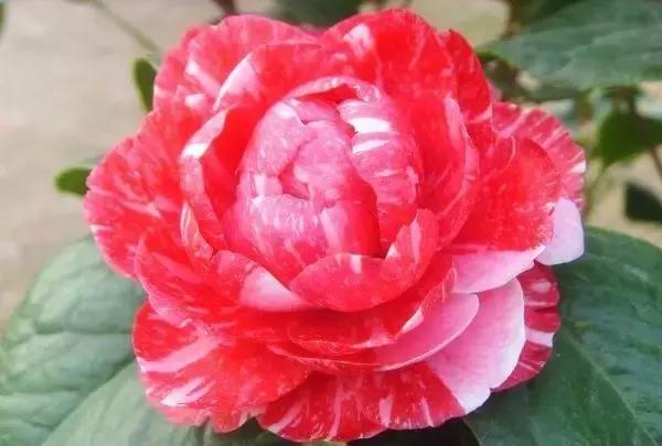 如何识别六角大红茶花，如何识别六角大红茶花的真假（带你认识名贵茶花品种）