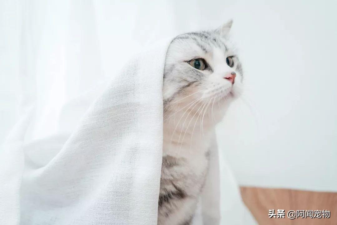 猫咪洗牙多少钱 猫咪洗牙一般价格