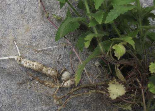 甘露子（干禄字书），殊不知是“甘露子”（干禄字书序）