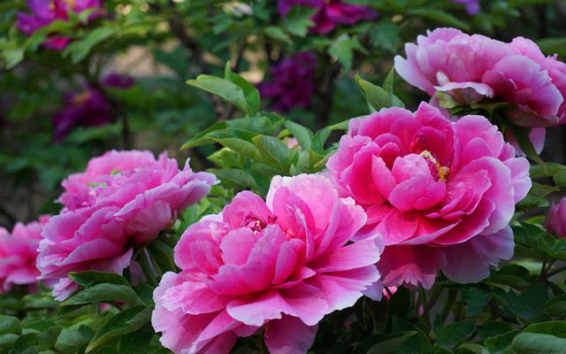 老舍养花原文，老舍养花原文图片（老舍《养花》品鉴）