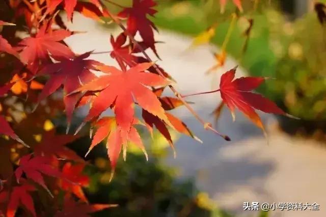 跟秋天有关的词语，与秋天有关的词语（关于秋天的好词、好句、好段、好诗）