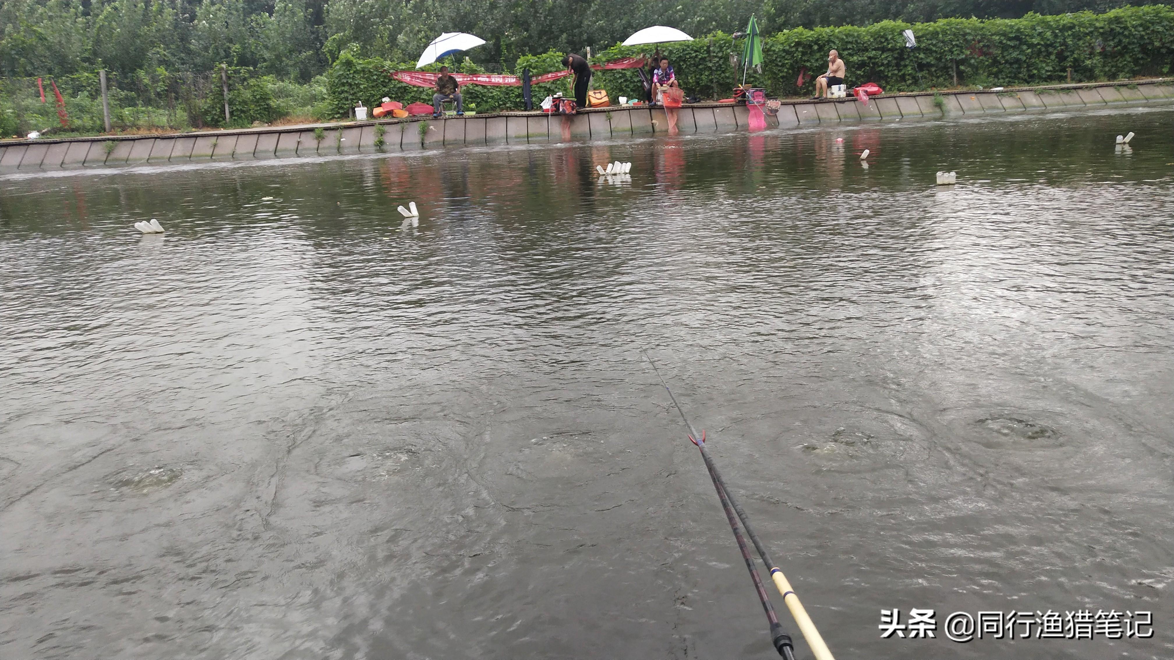 “偷驴”网络梗解析：钓鱼术语背后的真实含义与流行用法揭秘