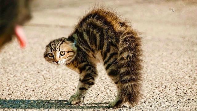 emmmmm是什么意思，emmmmm什么意思（喵叫原是猫与人沟通的独特语言）