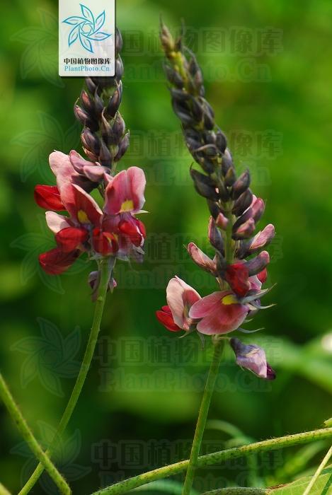 本草图经作者是谁，《本草图经》的作者（芎藭 蘼蕪 藁本）