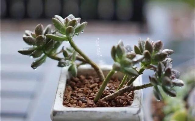 多肉植物种植土，养多肉植物用什么土（养好多肉全靠土）