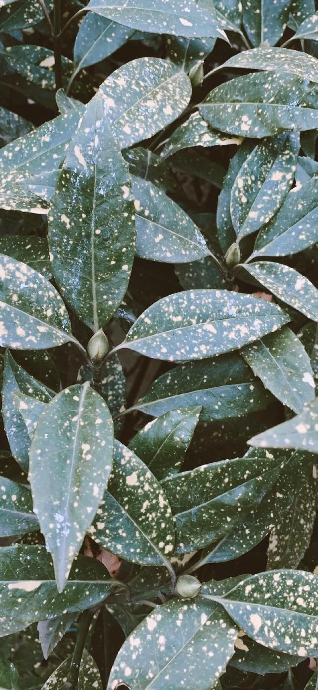 唯美植物花类头像微信，唯美植物花类头像（小清新绿色护眼植物+唯美绽放的瞬间​​​）