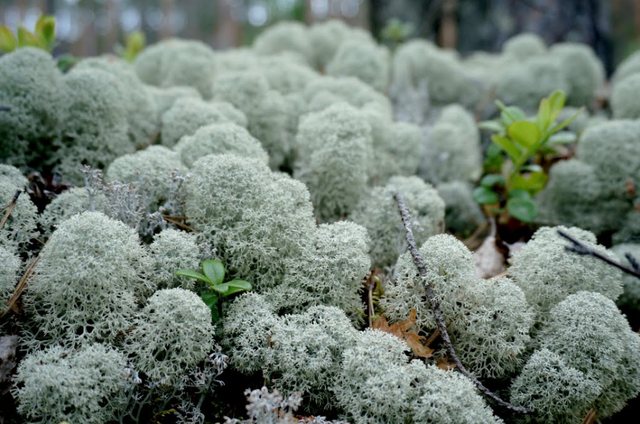 石蕊是什么，石蕊是什么意思（你有秋裤羽绒服）