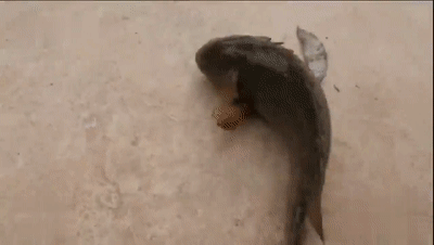 翻山越岭的动物是什么，翻山越岭打一生肖（“逆天狂徒”过山鲫）