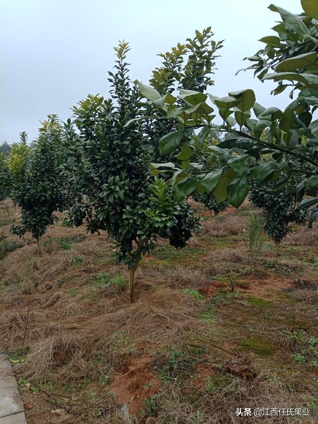 马家柚什么时候熟，马家柚什么时候熟的（黎川马家柚病害防治与管理方法）