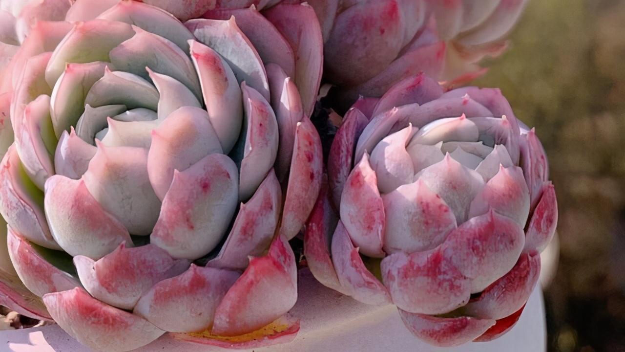 冰梅的养殖方法和注意事项，冰梅多肉怎么养（有香味的多肉冰梅很皮实）