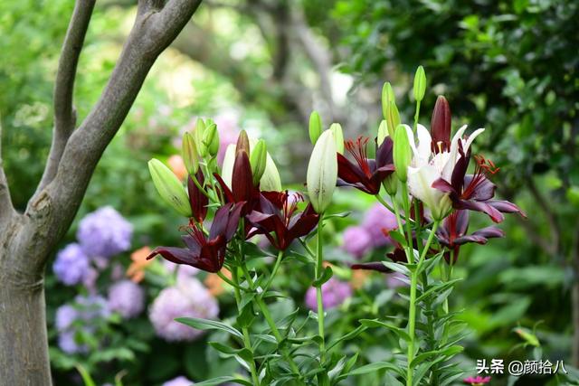 百合几月份开花，百合花什么时候开花（盛开在初夏的橙色花园）