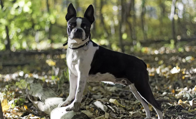 波士顿梗犬多少钱一只,贝灵顿梗犬的价格行情(波士顿梗人称美国绅士)