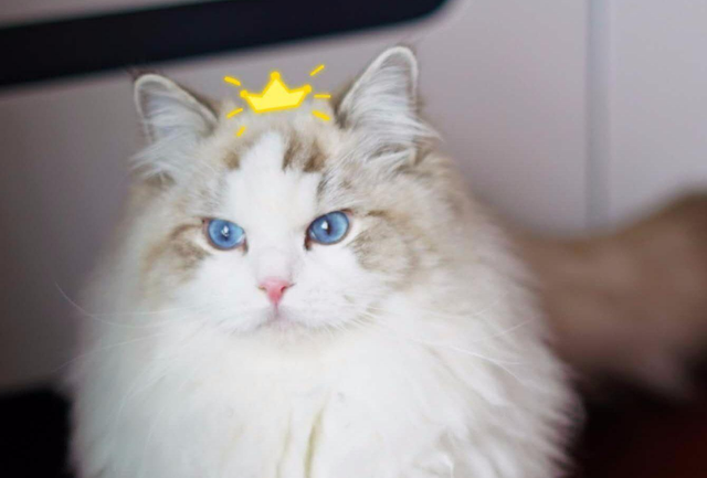 褴褛猫是什么猫，褴褛猫是什么品种（这6种粘人的猫咪，甩都甩不掉）