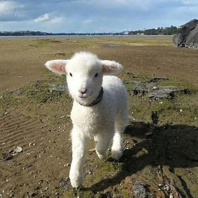 可爱的小羊头像呆萌图片
