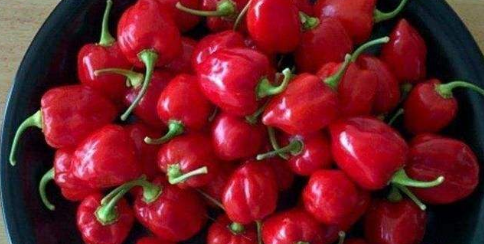 世界上最辣的辣椒辣度排行榜，朝天椒垫底，魔鬼辣椒仅排第二