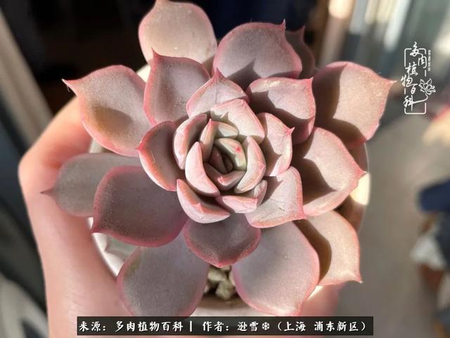多肉植物图片，感恩相遇，余生相互关照（若绿多肉植物图片）