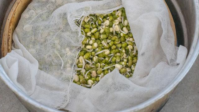 豆芽炒多久能熟，炒豆芽做法（在家发豆芽原来这么简单）