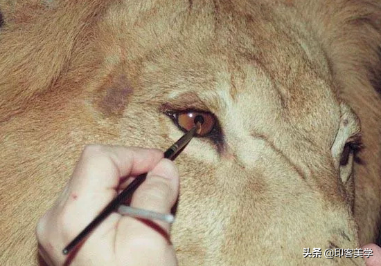 手不释卷的动物，手足之情的动物是什么生肖（世传王安石是獾转世投胎）