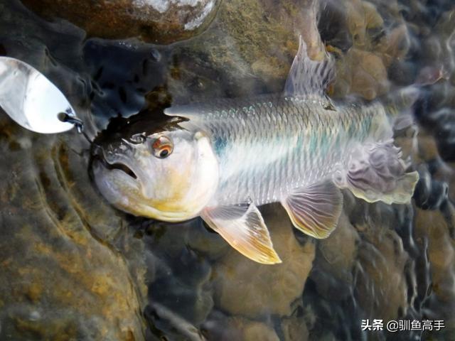 路亞馬口用什麼餌,馬口魚用什麼路亞餌好(這些有意思的玩法)