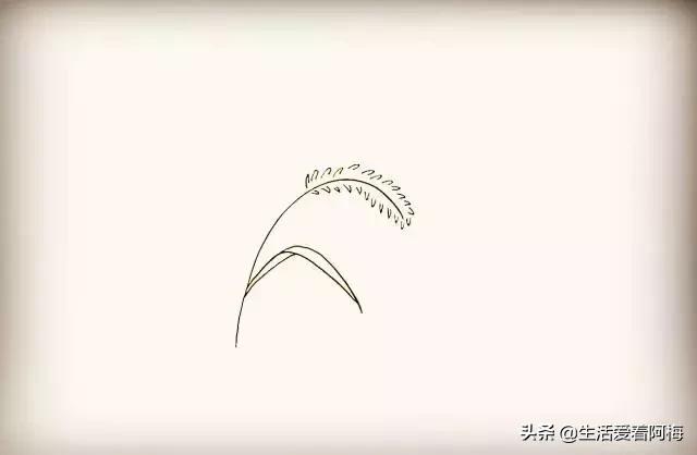 小草怎么画简笔画，小草怎么画简笔画图片 可爱（9步骤画狗尾巴草）