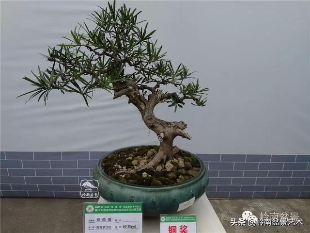 台湾罗汉松，飘逸优雅的海岛罗汉松盆景（台湾罗汉松的养殖方法和注意事项）