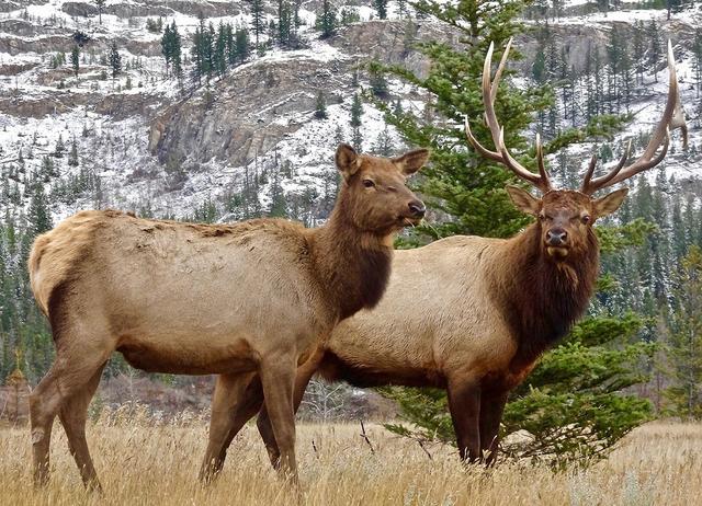 雄性跟雌性的区别，雄性跟雌性的区别是什么（为什么雄性大都比雌性漂亮）